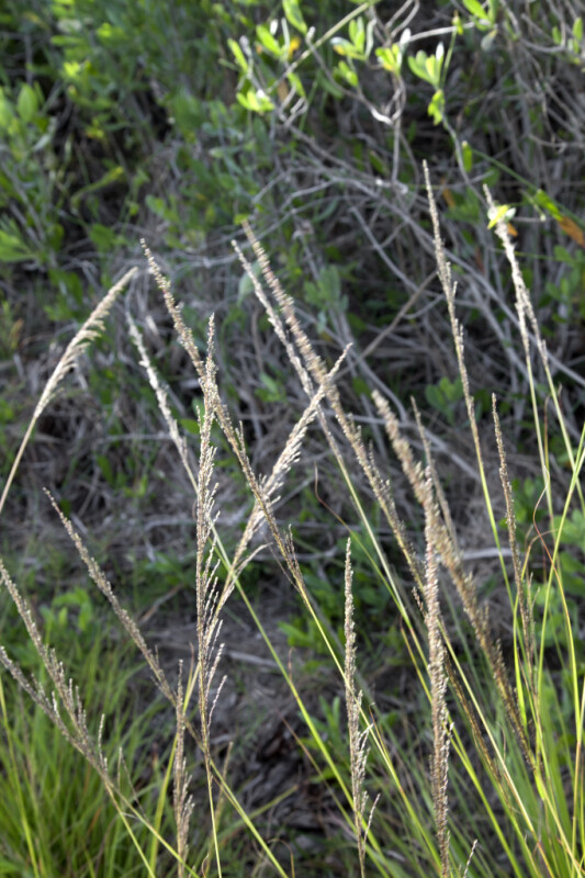 Grass Flowers at the Flamingo Campgrounds of Everglades National Park