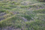 Grass Growing at Different Rates