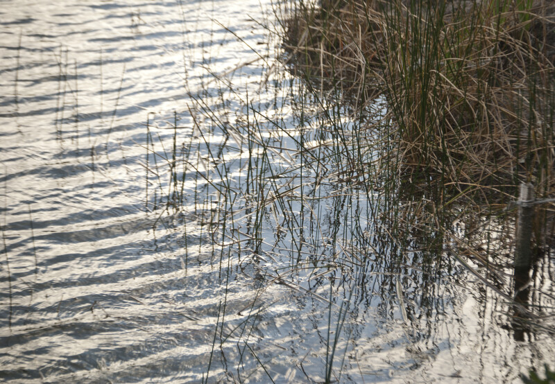 Grass Growing in Shallow Water
