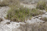 Grass Growing in Water Between Rocks