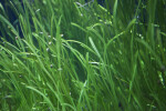 Grass in Aquarium