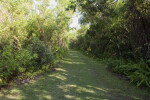 Grass Trail with Ferns, Shrubs, & Trees