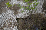 Grass, Tree, and Rock