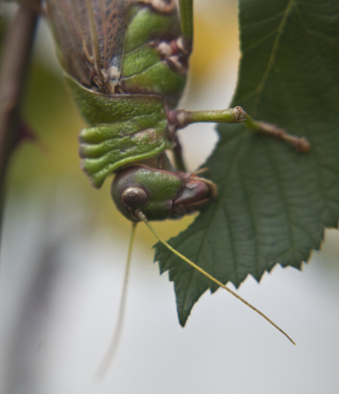 Grasshopper Eating Leaf