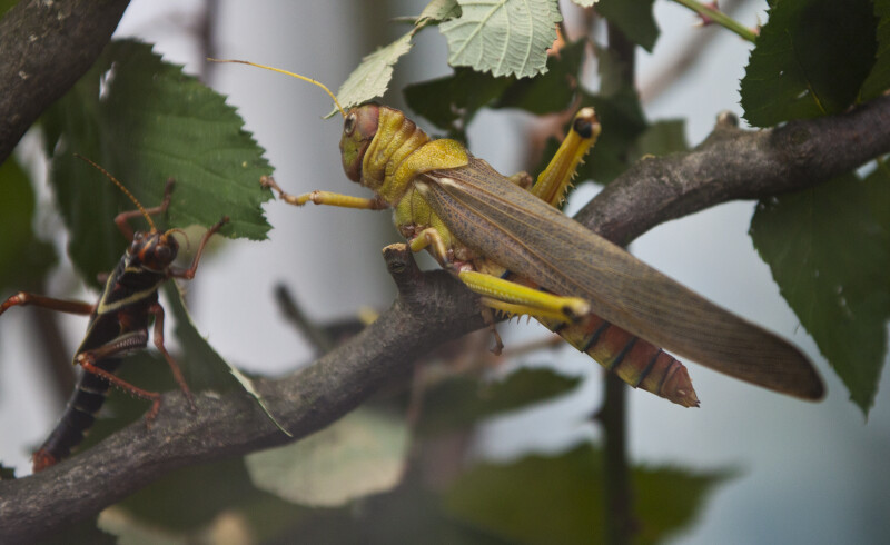 Grasshoppers on Branch