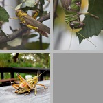 Grasshoppers photographs