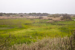 Grassy Area With Scattered Plants at Myakka River State Park
