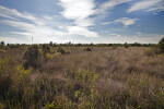 Grassy Field at the Big Cypress National Preserve