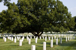 Grave Markers around Tree