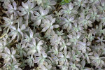 Gray Ghost Plant at the Kanapaha Botanical Gardens