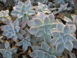 Gray Ghost Plant