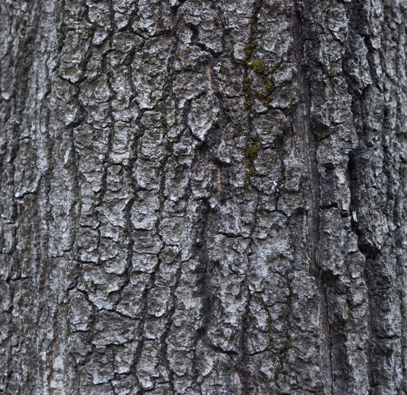 Gray, Scaly Tree Bark