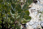 Gray Sedum Leaves