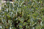 Gray Sedum