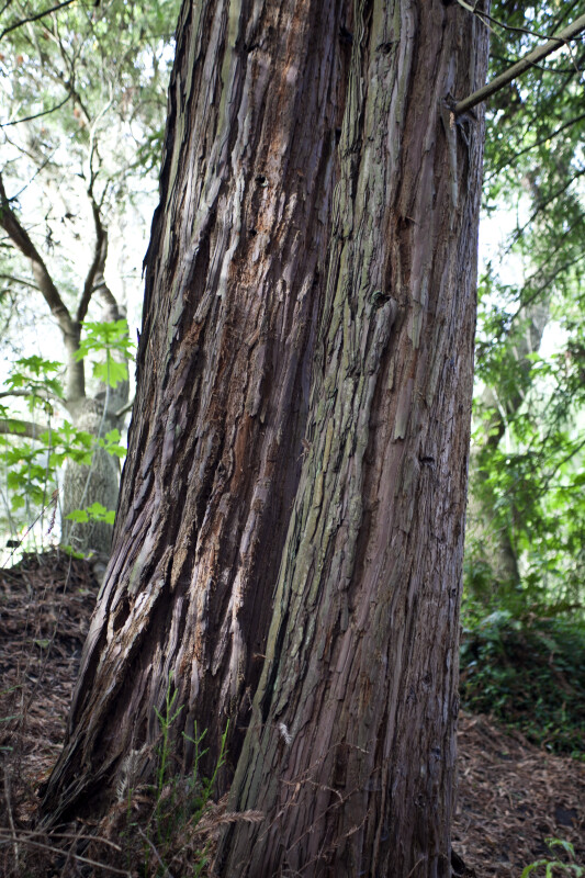 Grayish-Brown Redwood Trunk