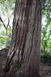 Grayish-Brown Redwood Trunk