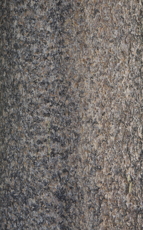 Grayish-Brown Tree Bark