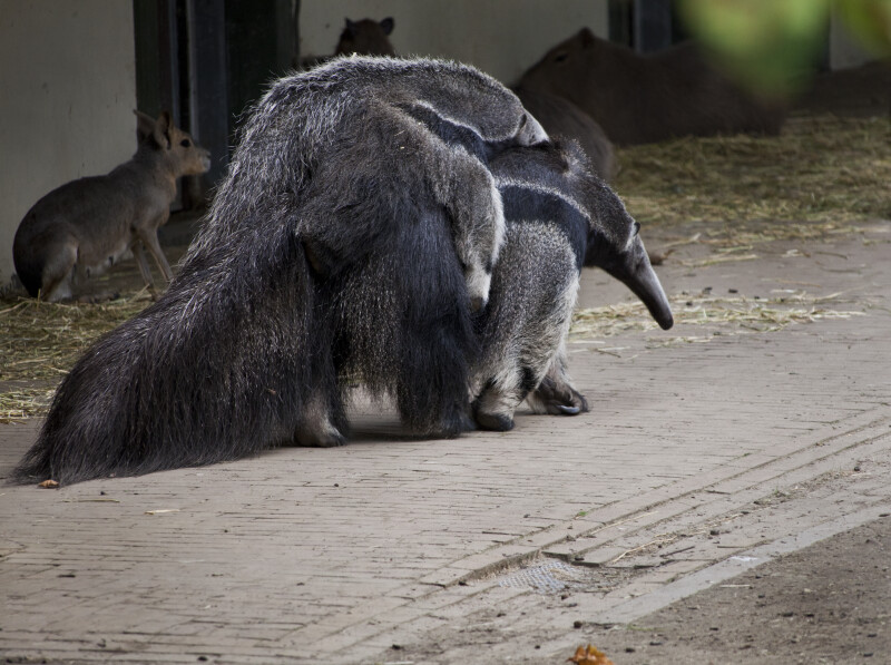 Great Anteater Giving Ride to Offspring