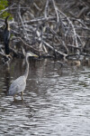 Great Blue Heron and Anhinga