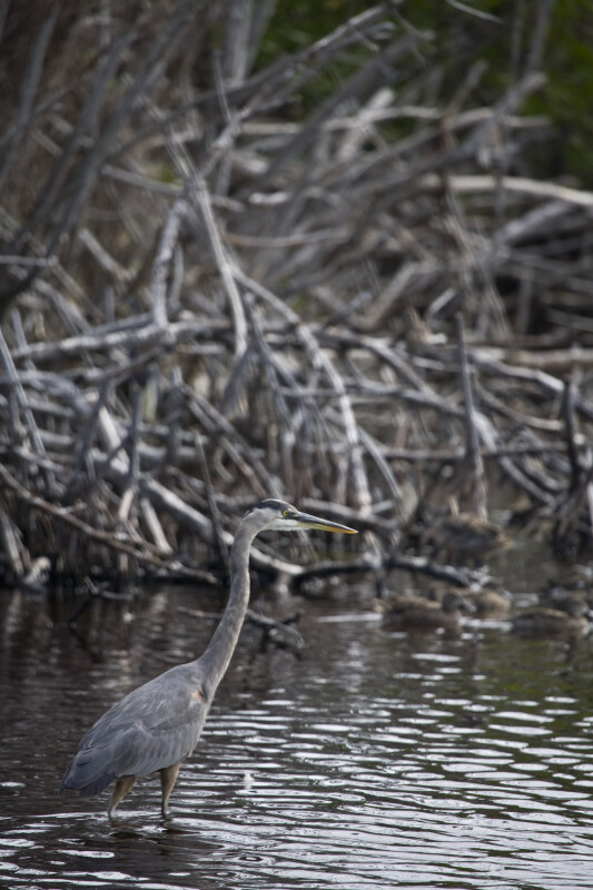 Great Blue Heron and Branches