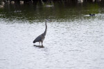 Great Blue Heron and Ducks