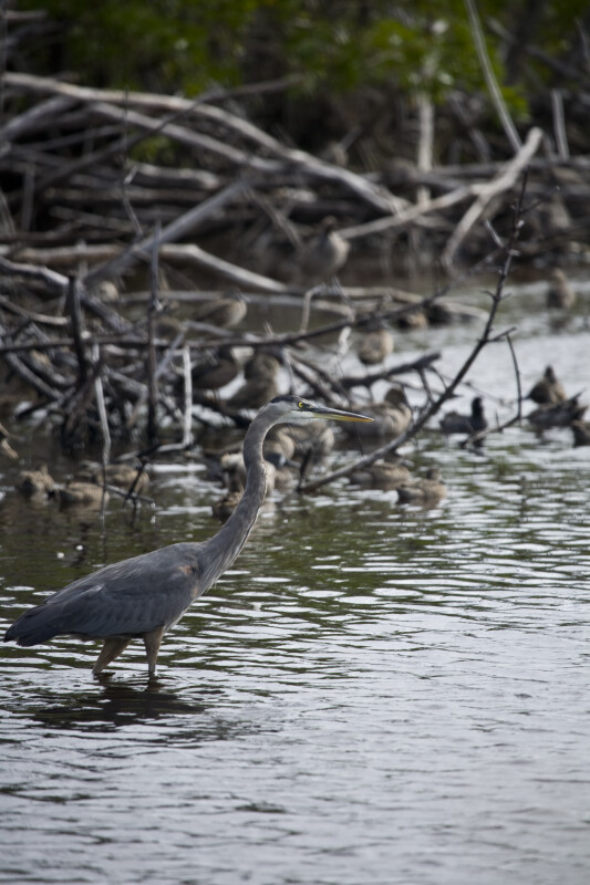 Great Blue Heron and Ducks