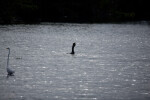 Great Blue Heron and Great Egret