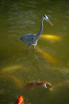 Great Blue Heron and Koi