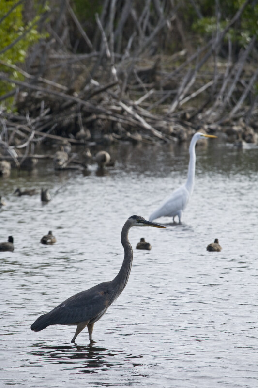 Great Blue Heron and Other Birds