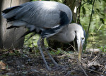 Great Blue Heron at Flamingo