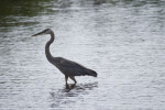 Great Blue Heron at Mrazek Pond