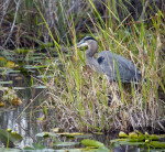 Great Blue Heron at the Edge of the Water