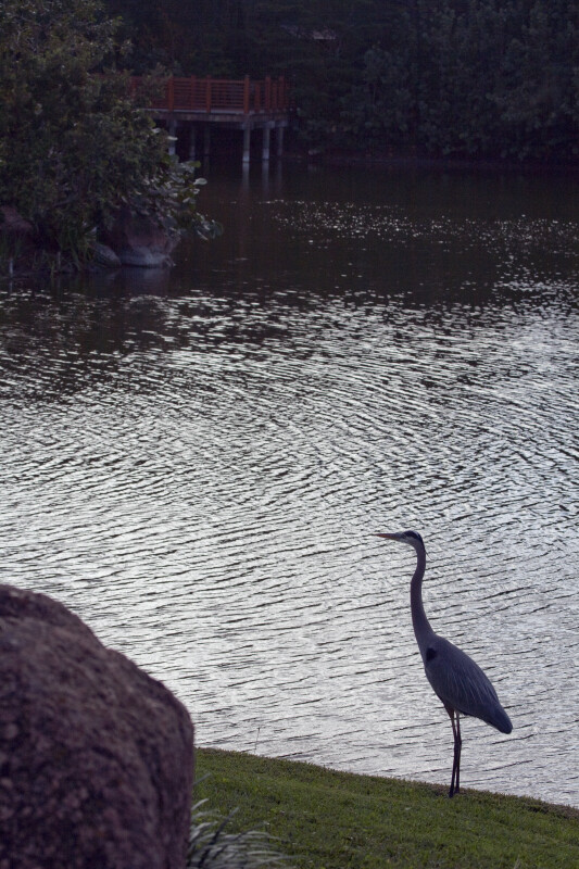 Great Blue Heron by the Lake