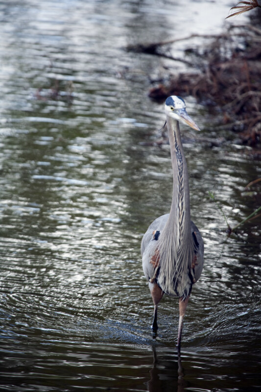 Great Blue Heron by the Shore