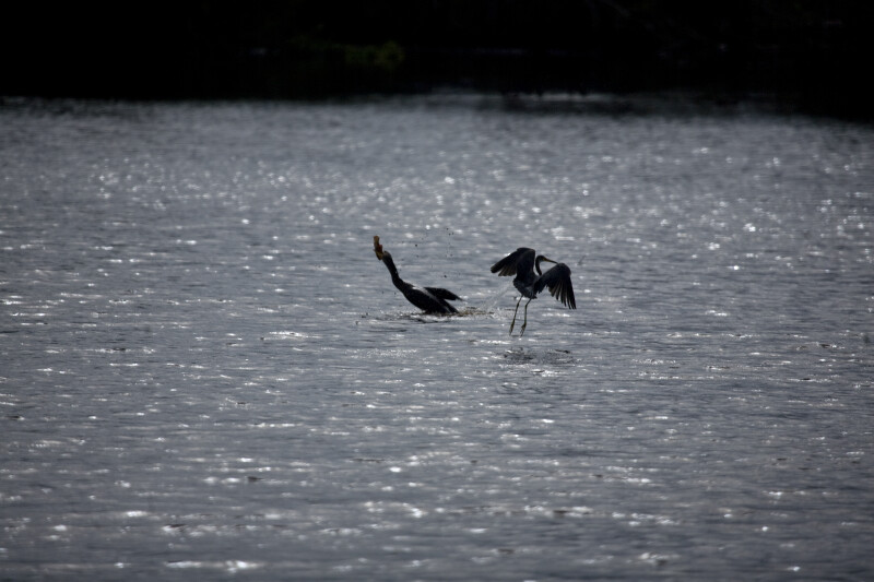 Great Blue Heron Catching Fish