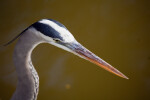 Great Blue Heron Close-Up