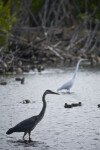 Great Blue Heron, Ducks, and Great Egret