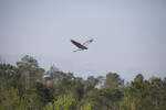 Great Blue Heron Flying