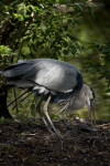 Great Blue Heron Foraging