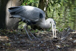 Great Blue Heron Foraging