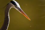 Great Blue Heron Head Close-Up