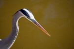 Great Blue Heron Head