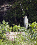 Great Blue Heron in Foliage