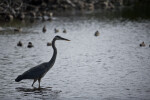 Great Blue Heron in Front of Ducks