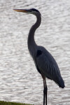 Great Blue Heron in the Grass