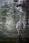 Great Blue Heron in the Shallows