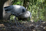 Great Blue Heron in Undergrowth