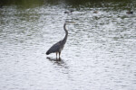 Great Blue Heron in Water