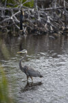 Great Blue Heron in Water