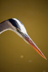 Great Blue Heron Looking at Water